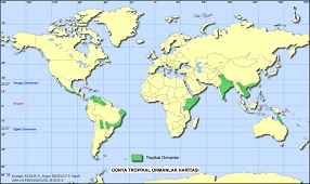 Dünya Tropikal Ormanlar Haritası