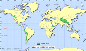 Dünya Dağ Bitki Örtüsü Haritası
