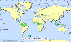Dünya Ekvatoral Yağmur Ormanları Haritası