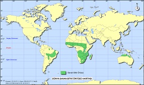 Dünya Savan Bitki Örtüsü Haritası