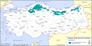 Türkiye Kuzey Anadolu İğne Yapraklı Orman Haritası