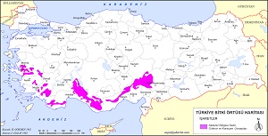 Türkiye Sedir Göknar Karaçam Ormanları Haritası
