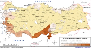 Türkiye Mandalina Üretim Haritası 2019
