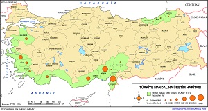 Türkiye Mandalina Üretim Haritası