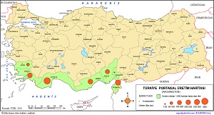 Türkiye Portakal (Washington) Üretim Haritası