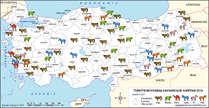 Türkiye Büyükbaş Hayvancılığı Dağılış Haritası 2019