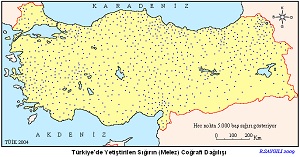 Türkiye'de Beslenen Melez Sığırın Dağılış Haritası